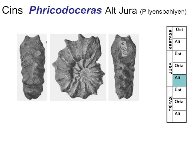 Cins Phricodoceras Alt Jura (Pliyensbahiyen) TRİYAS JURA KRETASE