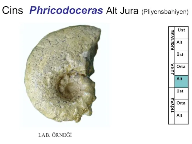 Cins Phricodoceras Alt Jura (Pliyensbahiyen) TRİYAS JURA KRETASE LAB. ÖRNEĞİ