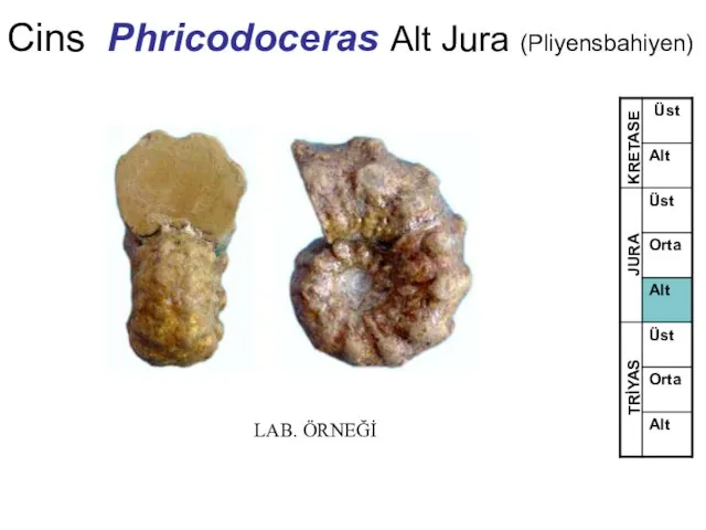 Cins Phricodoceras Alt Jura (Pliyensbahiyen) TRİYAS JURA KRETASE LAB. ÖRNEĞİ