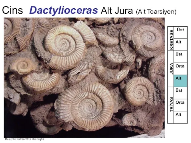 Cins Dactylioceras Alt Jura (Alt Toarsiyen) TRİYAS JURA KRETASE Resimler internetten alınmıştır