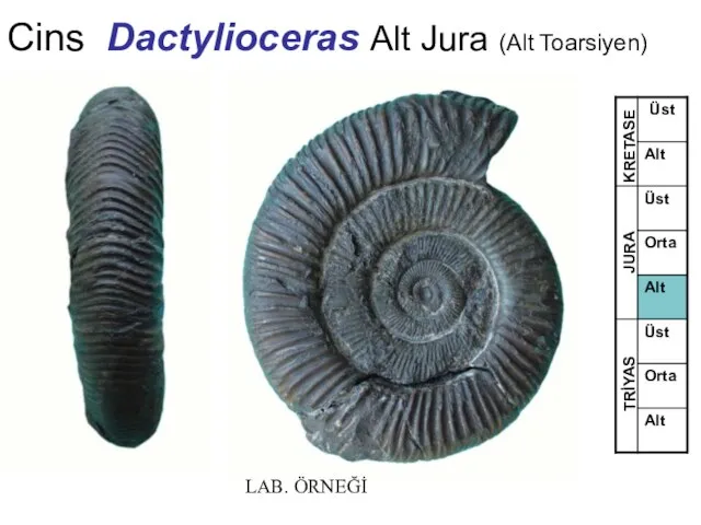 Cins Dactylioceras Alt Jura (Alt Toarsiyen) TRİYAS JURA KRETASE LAB. ÖRNEĞİ