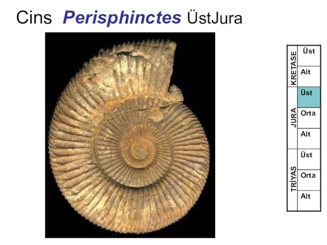 Cins Perisphinctes ÜstJura TRİYAS JURA KRETASE