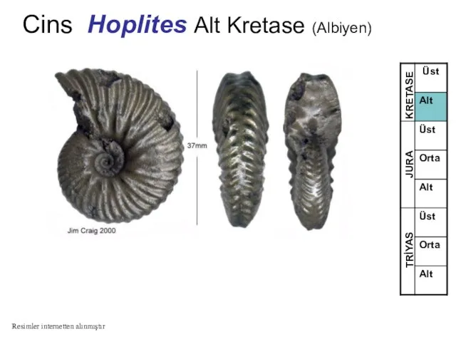 Cins Hoplites Alt Kretase (Albiyen) TRİYAS JURA KRETASE Resimler internetten alınmıştır