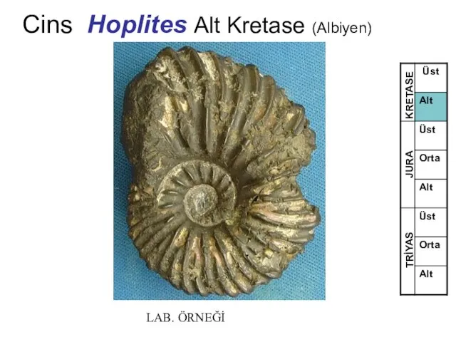 Cins Hoplites Alt Kretase (Albiyen) TRİYAS JURA KRETASE LAB. ÖRNEĞİ
