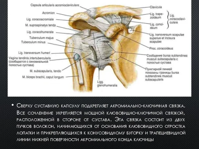 Сверху суставную капсулу подкрепляет акромиально-ключичная связка. Все сочленение укрепляется мощной клювовидно-ключичной связкой,