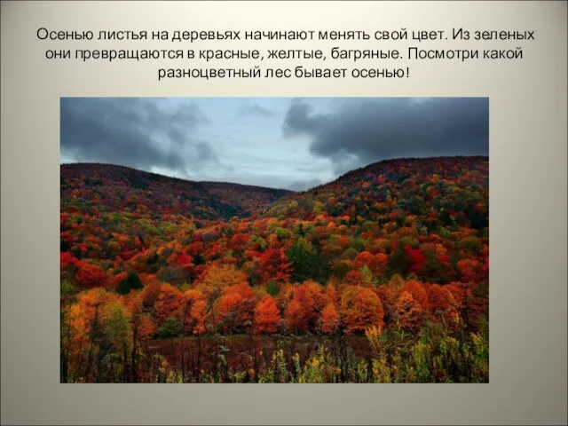 Осенью листья на деревьях начинают менять свой цвет. Из зеленых они превращаются