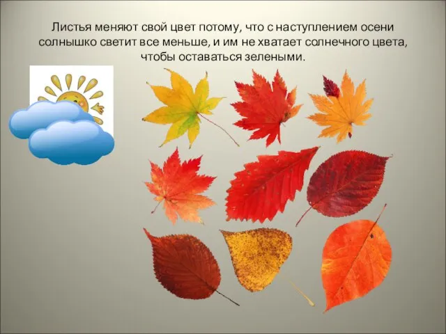 Листья меняют свой цвет потому, что с наступлением осени солнышко светит все