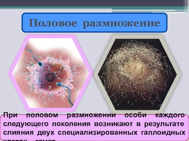 Половое размножение При половом размножении особи каждого следующего поколения возникают в результате