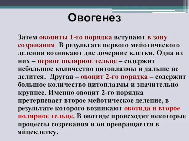 Овогенез Затем овоциты 1-го порядка вступают в зону созревания. В результате первого