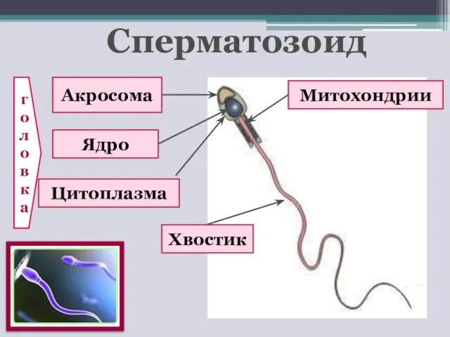 Сперматозоид Акросома Ядро Митохондрии Цитоплазма Хвостик головка