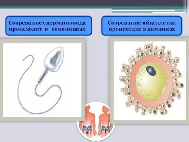 Созревание сперматозоида происходит в семенниках Созревание яйцеклетки происходит в яичниках