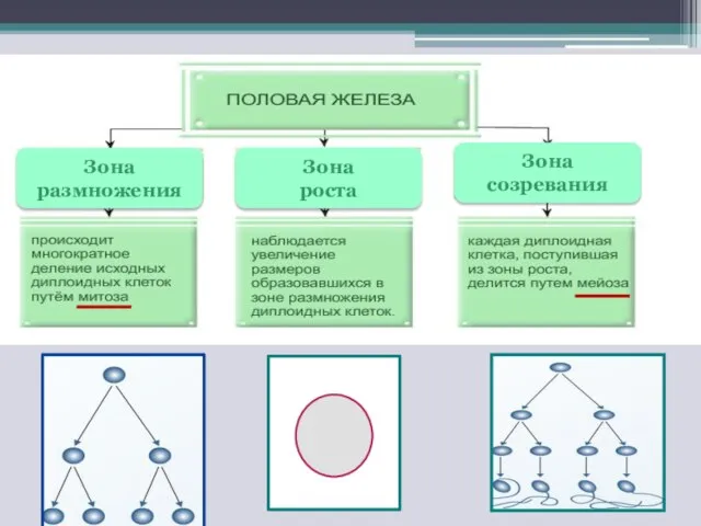 Зона размножения Зона роста Зона созревания
