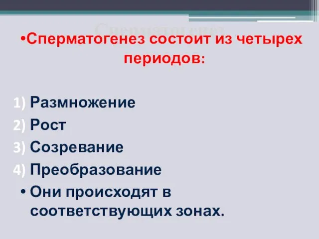 Сперматогенез Сперматогенез состоит из четырех периодов: Размножение Рост Созревание Преобразование Они происходят в соответствующих зонах.