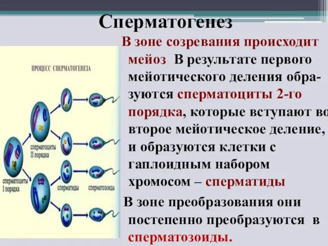 Сперматогенез В зоне созревания происходит мейоз. В результате первого мейотического деления обра-зуются