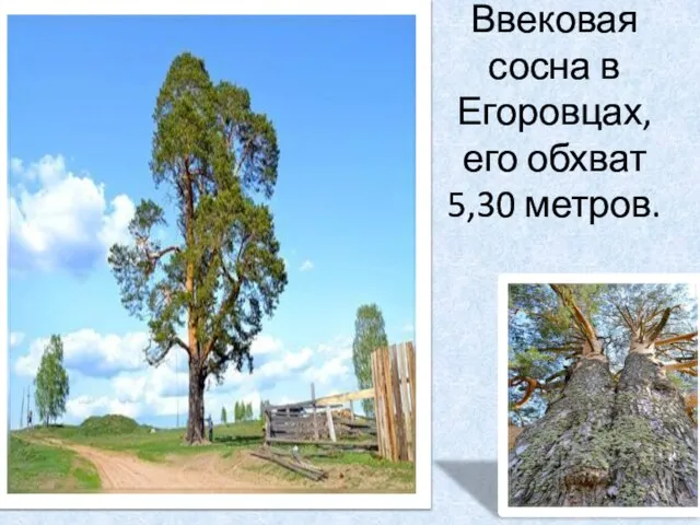 Ввековая сосна в Егоровцах, его обхват 5,30 метров.