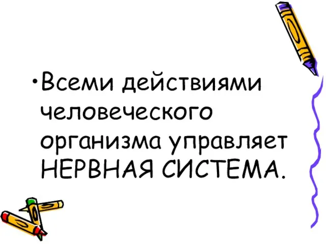 Всеми действиями человеческого организма управляет НЕРВНАЯ СИСТЕМА.