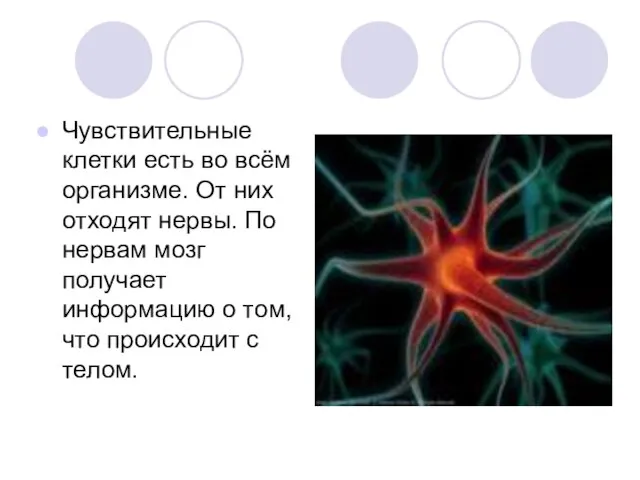 Чувствительные клетки есть во всём организме. От них отходят нервы. По нервам