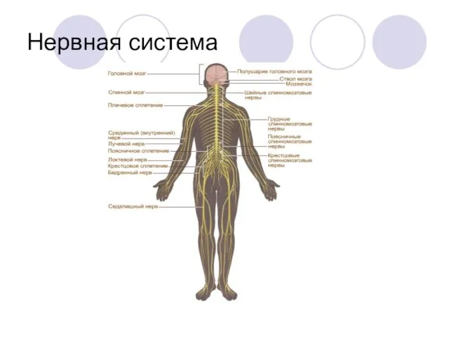 Нервная система