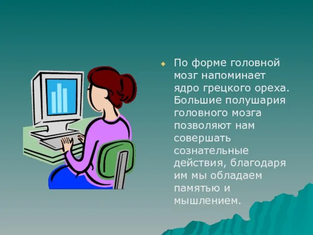 По форме головной мозг напоминает ядро грецкого ореха. Большие полушария головного мозга