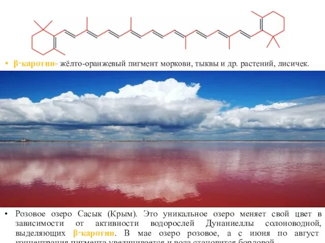 β‑каротин- жёлто-оранжевый пигмент моркови, тыквы и др. растений, лисичек. Розовое озеро Сасык