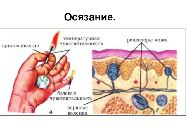 Рецепторы мышечного чувства расположены в. Схема строения органа осязания кожа. Осязательные рецепторы кожи. Рецепторы кожи нервные волокна. Нервные рецепторы кожного анализатора.
