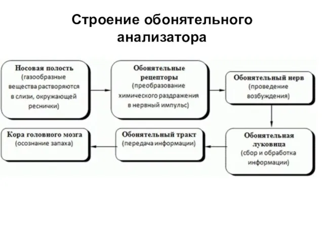 Строение обонятельного анализатора