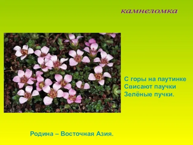 камнеломка С горы на паутинке Свисают паучки Зелёные пучки. Родина – Восточная Азия.