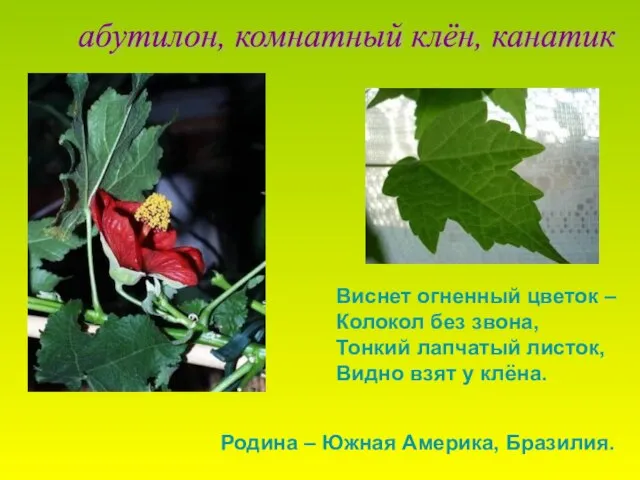 Виснет огненный цветок – Колокол без звона, Тонкий лапчатый листок, Видно взят