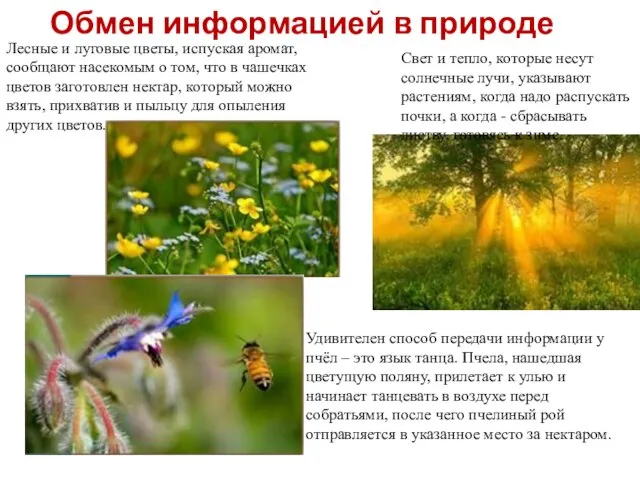 Обмен информацией в природе Лесные и луговые цветы, испуская аромат, сообщают насекомым