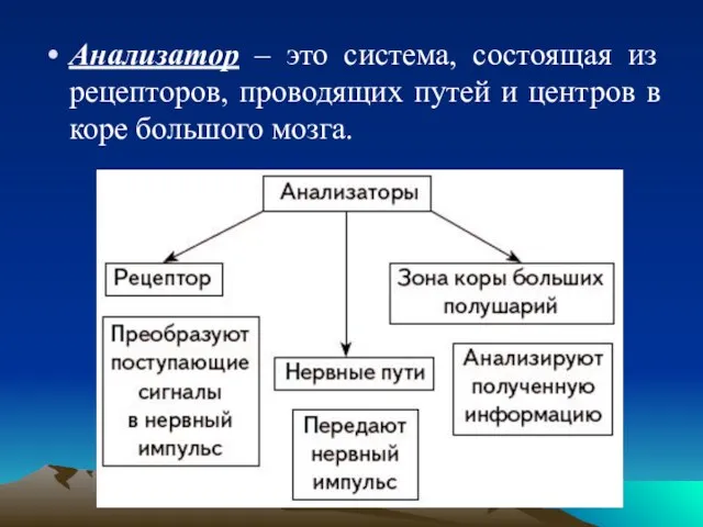 Анализатор – это система, состоящая из рецепторов, проводящих путей и центров в коре большого мозга.