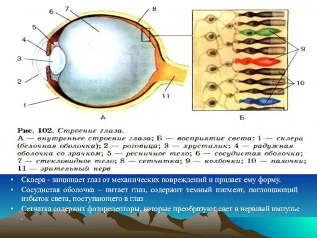 Склера - защищает глаз от механических повреждений и придает ему форму. Сосудистая