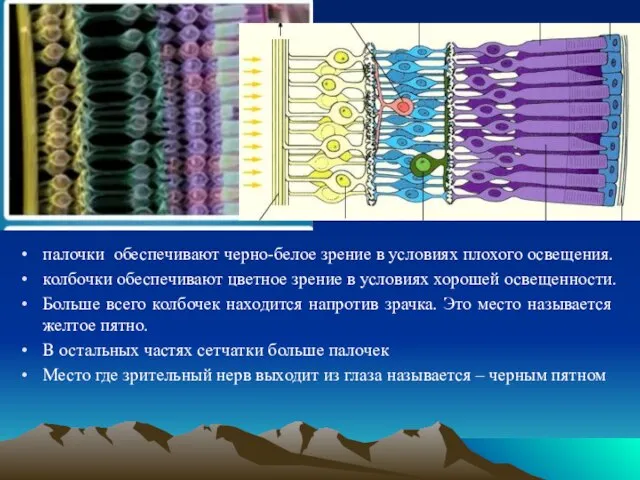 палочки обеспечивают черно-белое зрение в условиях плохого освещения. колбочки обеспечивают цветное зрение