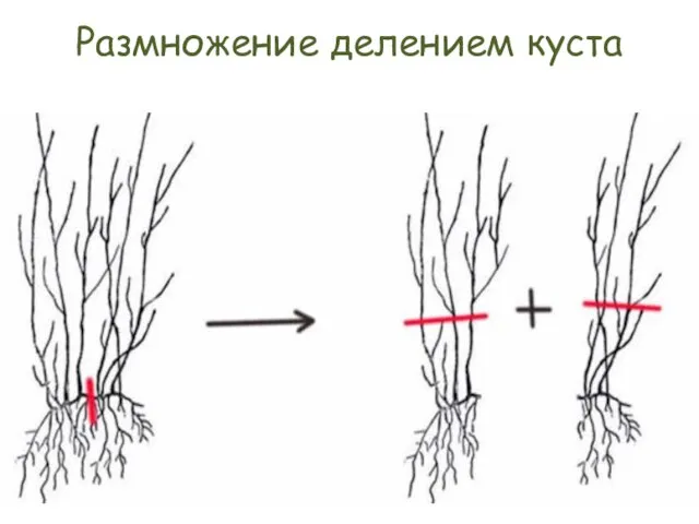 Размножение делением куста