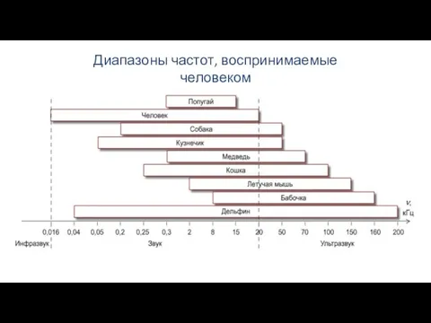 Диапазоны частот, воспринимаемые человеком и некоторыми животными