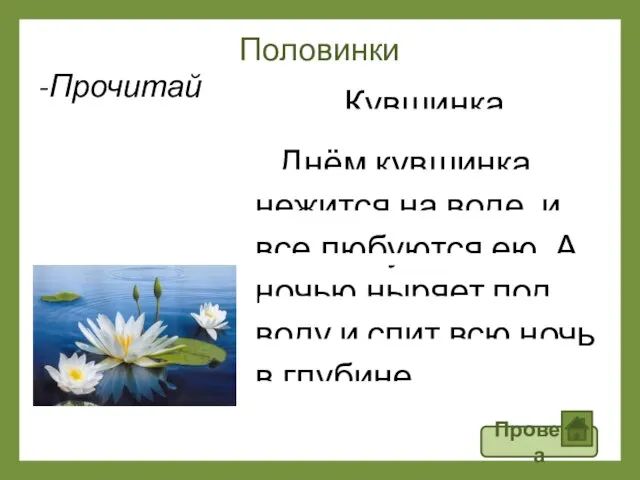 Половинки Кувшинка Днём кувшинка нежится на воде, и все любуются ею. А