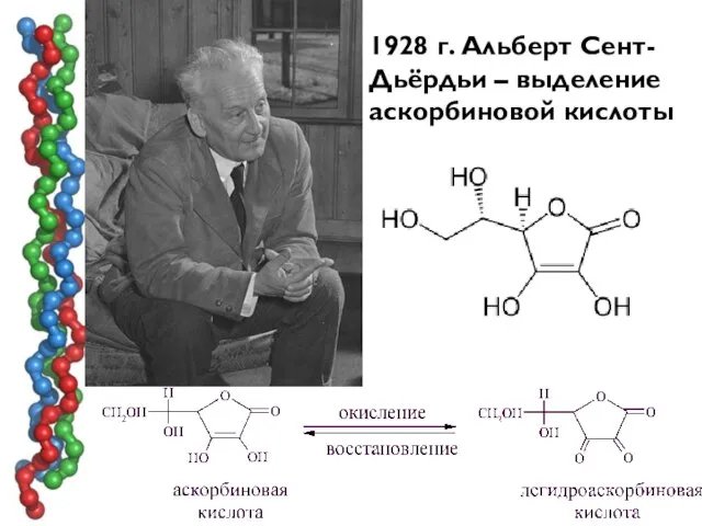 1928 г. Альберт Сент-Дьёрдьи – выделение аскорбиновой кислоты