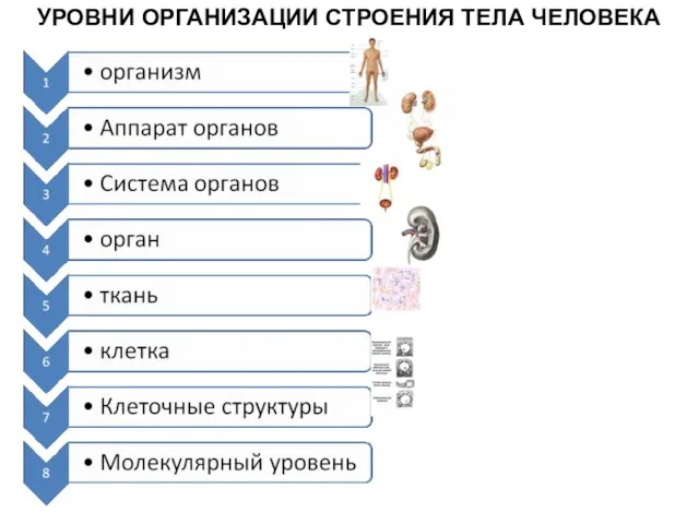 УРОВНИ ОРГАНИЗАЦИИ СТРОЕНИЯ ТЕЛА ЧЕЛОВЕКА