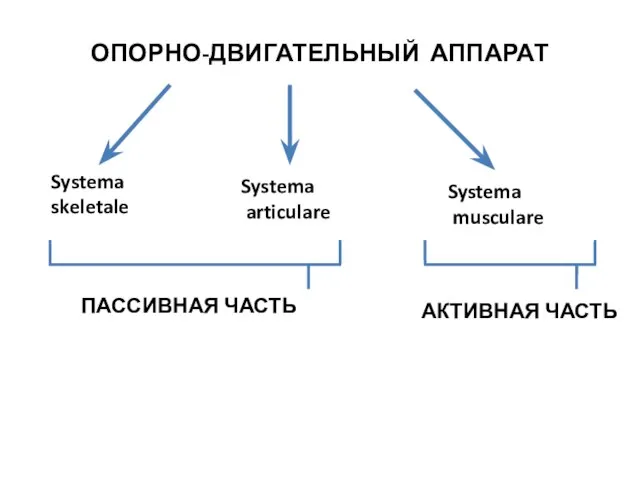 ОПОРНО-ДВИГАТЕЛЬНЫЙ АППАРАТ Systema skeletale Systema articulare Systema musculare АКТИВНАЯ ЧАСТЬ ПАССИВНАЯ ЧАСТЬ