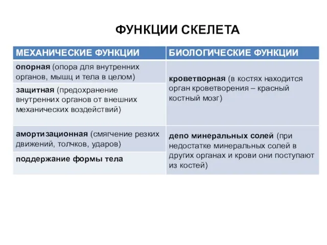 ФУНКЦИИ СКЕЛЕТА