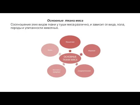 Основные ткани мяса Соотношение этих видов ткани у туши мяса различно, и