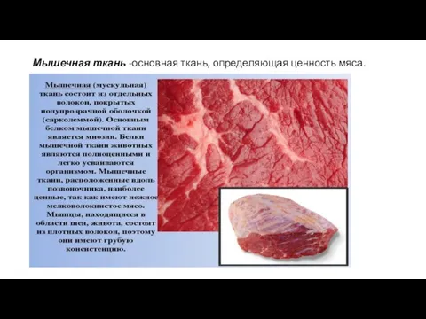 Мышечная ткань -основная ткань, определяющая ценность мяса.