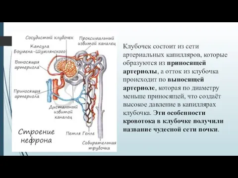 Клубочек состоит из сети артериальных капилляров, которые образуются из приносящей артериолы, а