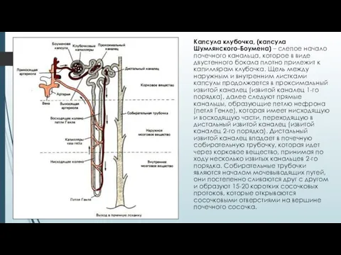 Капсула клубочка, (капсула Шумлянского-Боумена) – слепое начало почечного канальца, которое в виде