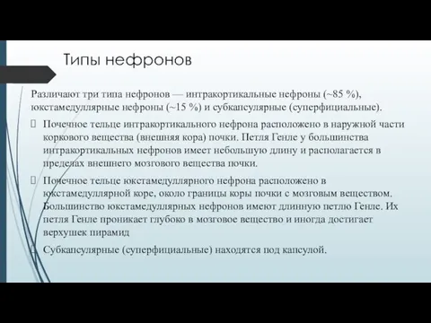 Типы нефронов Различают три типа нефронов — интракортикальные нефроны (~85 %), юкстамедуллярные