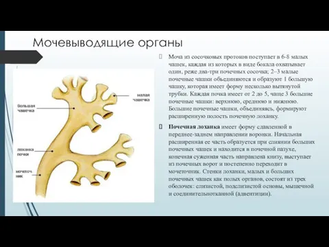 Мочевыводящие органы Моча из сосочковых протоков поступает в 6-8 малых чашек, каждая