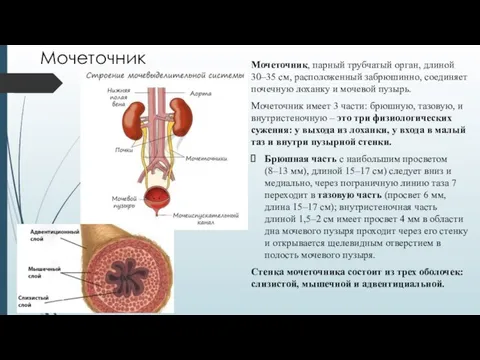 Мочеточник Мочеточник, парный трубчатый орган, длиной 30–35 см, расположенный забрюшинно, соединяет почечную