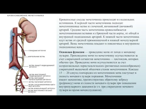 Кровеносные сосуды мочеточ­ника происходят из нескольких источников. К верхней части мо­четочника подходят