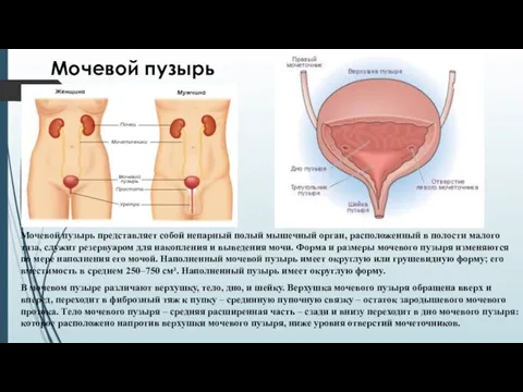 Мочевой пузырь Мочевой пузырь представляет собой непарный полый мышечный орган, расположенный в