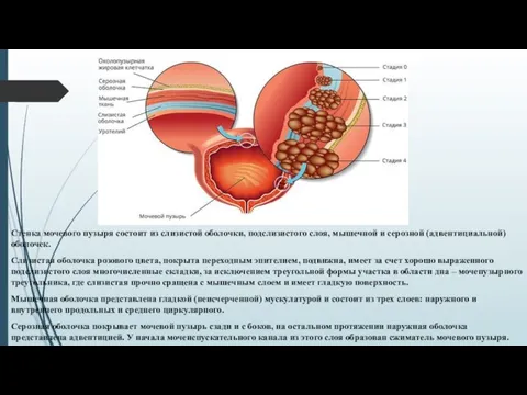 Стенка мочевого пузыря состоит из слизистой оболочки, подслизистого слоя, мышечной и серозной