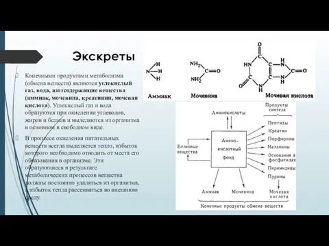 Экскреты Конечными продуктами метаболизма (обмена веществ) являются углекислый газ, вода, азотсодержащие вещества